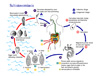 <em>Schistosoma</em> Parasite Life Cycle