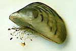 Single zebra mussel showing striping and byssal threads