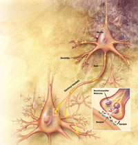 Diagram of neurons