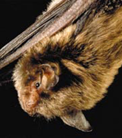 Indiana Bat. U.S. Fish and Wildlife Service Photo