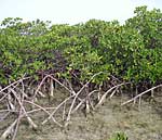 Mangrove trees are an important part of backreef systems.