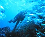 A scuba diver swims among the reefs.