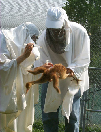 Dr. Bright holds a syringe full of fluids and medication that the chick needs because of a respiratory problem. But not even crane chicks like needles, so Matt, who is holding the bird, has to handle the crane chick carefully so that she won't injure herself while the vet gives her the shot. 