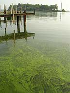 microcystis at Stone Lab on Lake Erie: (photo credit: Dr. Erin Quinlan)