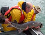 Project researchers prepare to release a 45-pound lake sturgeon caught at the Detroit River spawning reefs
