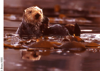 A sea otter floats on its back while grooming.