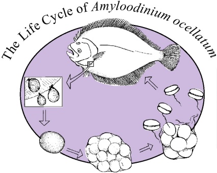 Circular representation of the life cycle of Amyloodinium ocellatum in a fish gill.