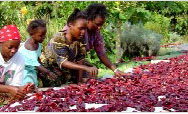A family tends to drying peppers - Click to read this story