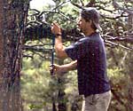 Jeff Lukas removes a quarter-inch core from a Douglas fir.