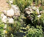 Aquatic plants like those in this rock-strewn water garden can bring in unwanted species. 