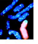 Chromosome Paints
