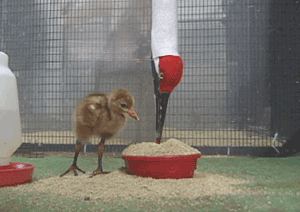 Whooping Crane Chick Learning to Feed, Photo 1