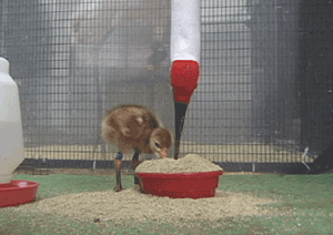 Whooping Crane Chick Learning to Feed, Photo 4