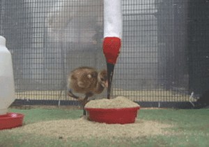 Whooping Crane Chick Learning to Feed, Photo 5