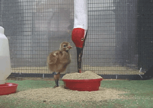 Whooping Crane Chick Learning to Feed, Photo 6