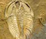 Trilobites lived in the ancient ocean world