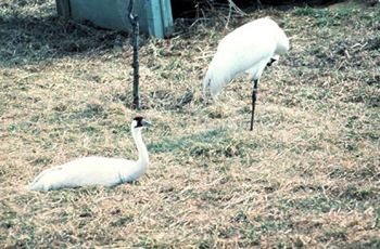 Photo of pair of whoopers taking turn incubating eggs, by USFWS