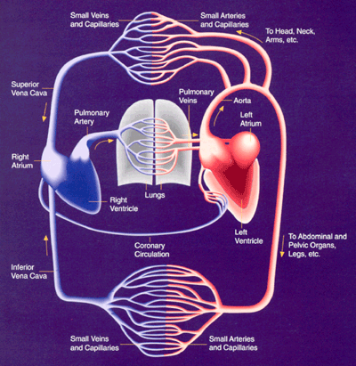 Diagram of the cardiovascular system