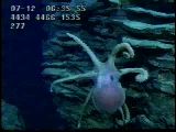octopus - part 2
