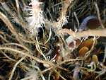Tubeworm and mussel bed provides shelter and protection from predators.