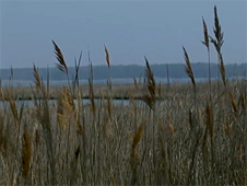 Photo of reeds along the Chesapeake