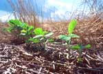 young soybean plants thrive in the residue of a wheat crop -- this form of no till farming provides good protection for the soil from erosion and helps retain moisture for the new crop