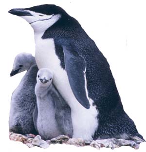 penquin mother and chicks