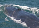 bryde's whale surfacing