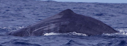 Sperm Whale dorsal fin