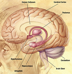 labeled image of brain
