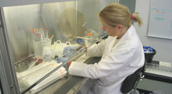 Katharina Sullen prepares cells for cryogenic freezing.