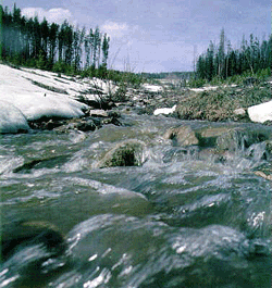 Close up of melting snow streamflow