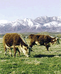 Cattle with snow topped mountains in the distance.