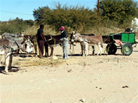 Donkey carts are a main mode of transport in many areas like Middelspits and Bokspits.