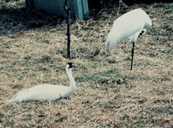 A female whooper incubates eggs in her pen, while the male stands nearby, ready to take his turn. 