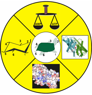 Top panel: A schematic indicating that inositolphosphate turnover is regulated by cellular adenosine nucleotide balance.; Right panel: Molecular model of the CLC3 chloride channel protein.; Bottom panel: Computer-generated electrostatic surface profile of an inositolphosphate kinase.; Left panel: Chemical representation of inositol. The numbers represent carbon atoms.; Center panel: The turtle as a visual mnemonic for numbering the inositol ring.