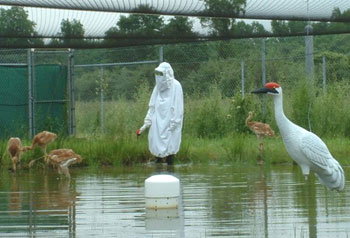 Beth takes some of the oldest WCEP chicks out for pond exposure. USGS Photo.