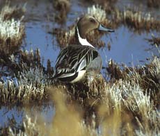 Northern Pintail Drake. Credit: John and Karen Hollingsworth