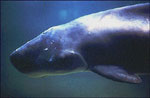 Pygmy Sperm Whale underwater