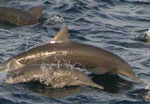 Two Central American Spinner Dolphins swimming