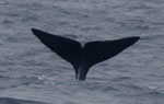 Sperm whale fluke diving into water, with tail shown above water