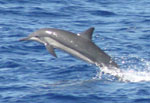 Whitebelly spinner dolphin jumping out of water