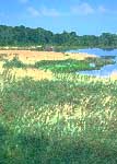 Grasses that are part of a restored wetland in Van Buren County, Iowa offer wildlife habitat