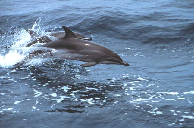 two clymene dolphins