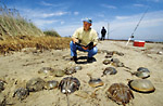 taking a census of Delaware Bay spawning horseshoe crab population