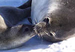 Weddell seal with young