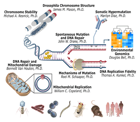 Illustrations for each of the groups within the Laboratory of Molecular Genetics: Chromosomes to DNA to Mitochondria to Flies to Rodents to Humans.
