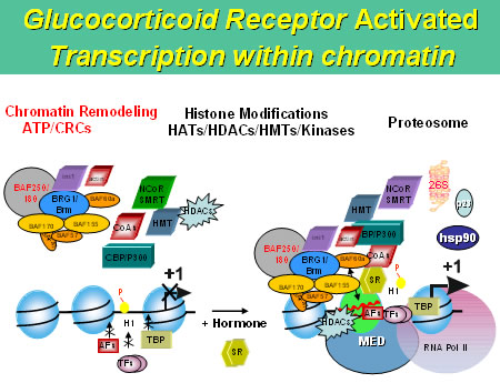 Glucocorticoid Receptor Activated