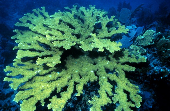 elkhorn coral, underwater photo
