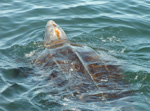 leatherback turtle at water's surface